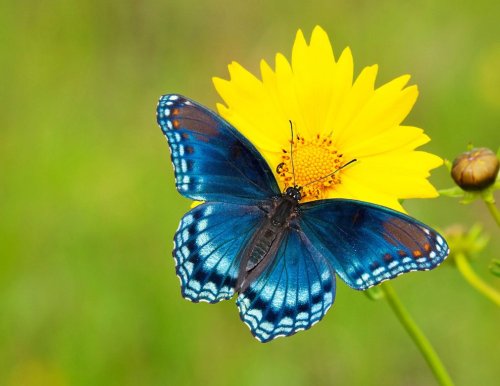 5 Tips for Photographing Butterflies