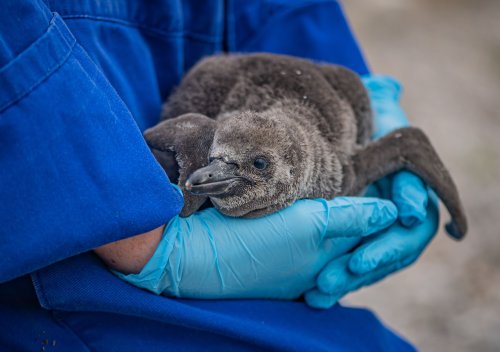 9 Rare Penguin Chicks Hatch at UK Zoo