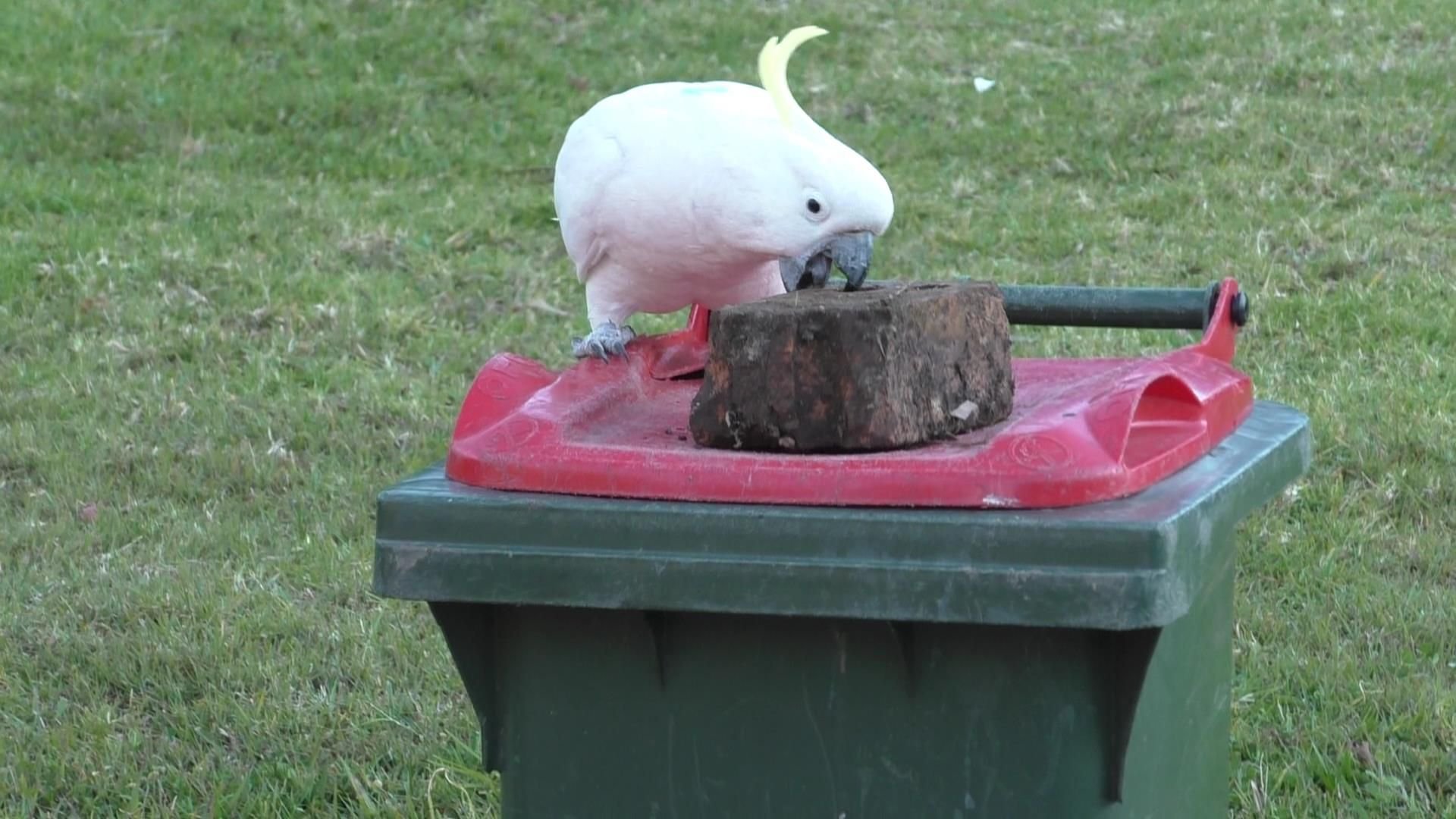 Cockatoos and Humans Battle Over Trash Cans in Australia