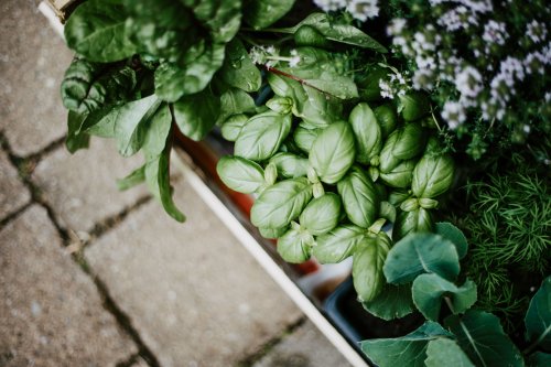 10 Fragrant Herbs for Your Container Garden