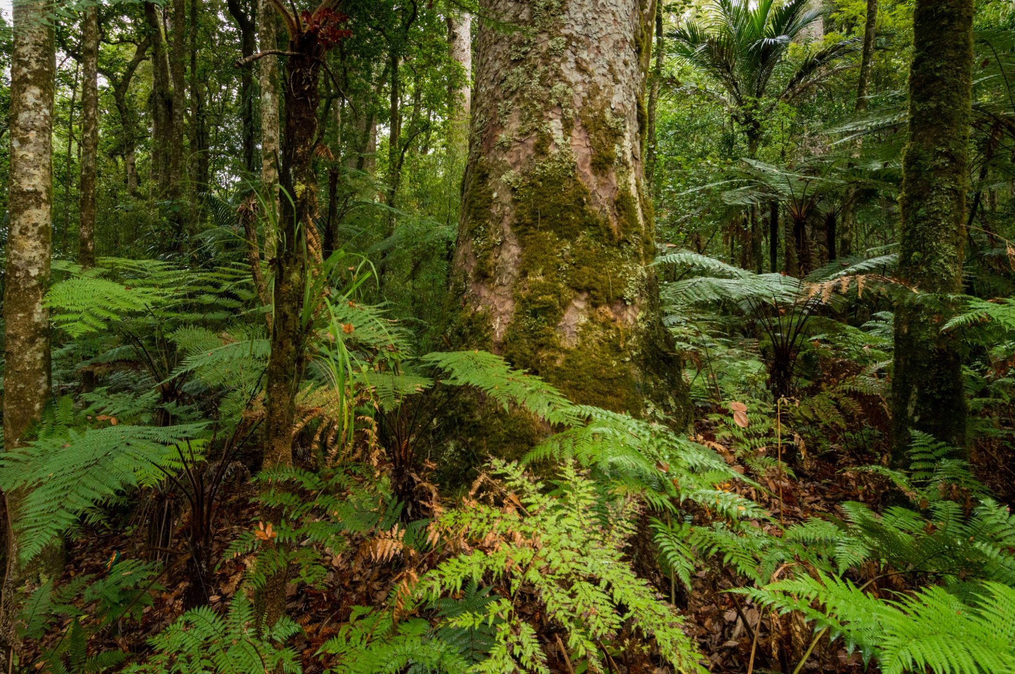 8 of the Oldest Forests in the World