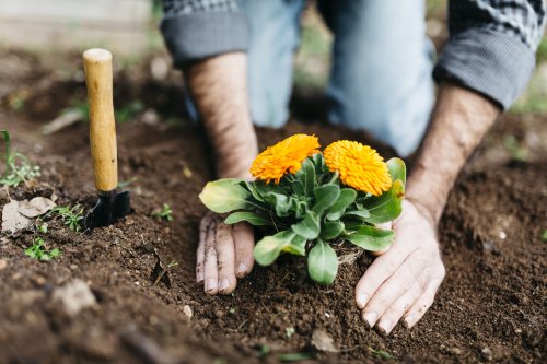 15 Sustainable Ways to Save Money in the Garden