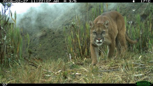 Riveting Camera Trap Photos Create New Database of Amazon Wildlife