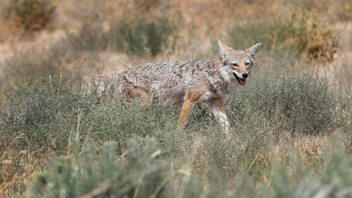 Coyote bites grocery store clerk as reported attacks spike in California, officials say