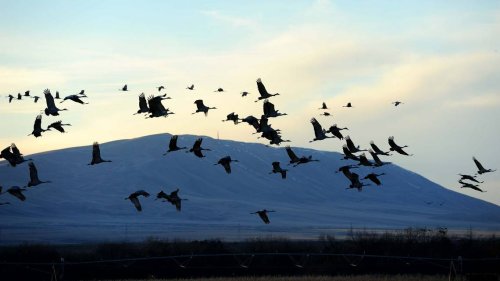 Sandhill cranes return to Eastern WA for a limited time. Tickets already selling out
