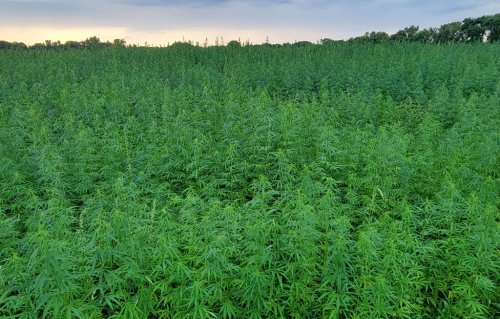 Hemp for Houses: Lower Sioux Community tests plant-based material for building tribal homes