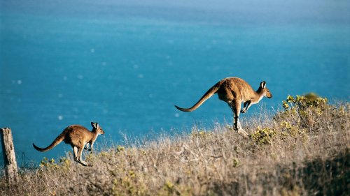 A first-timer’s guide to Australia’s Kangaroo Island