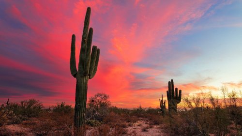 15 fun and unique things you can only do in Phoenix