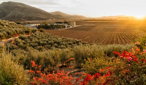 Valle de Guadalupe travel guide: Exploring North America's hottest wine region