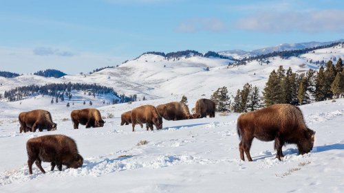 The second-timer’s guide: Yellowstone National Park