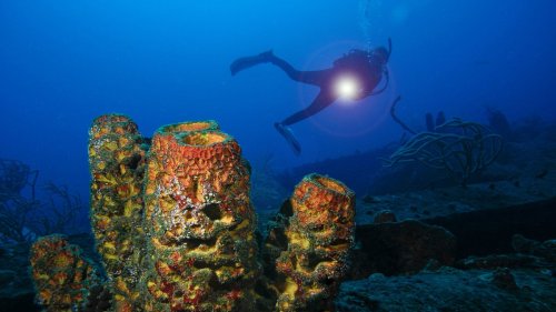 5 magical scuba diving spots in the US