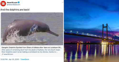 Dolphins Make A Comeback To Kolkata During COVID-19 Lockdown!