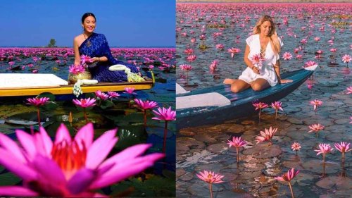 This Pink Water Lilies Lake Experience Should Be On Top Of Your Wishlist