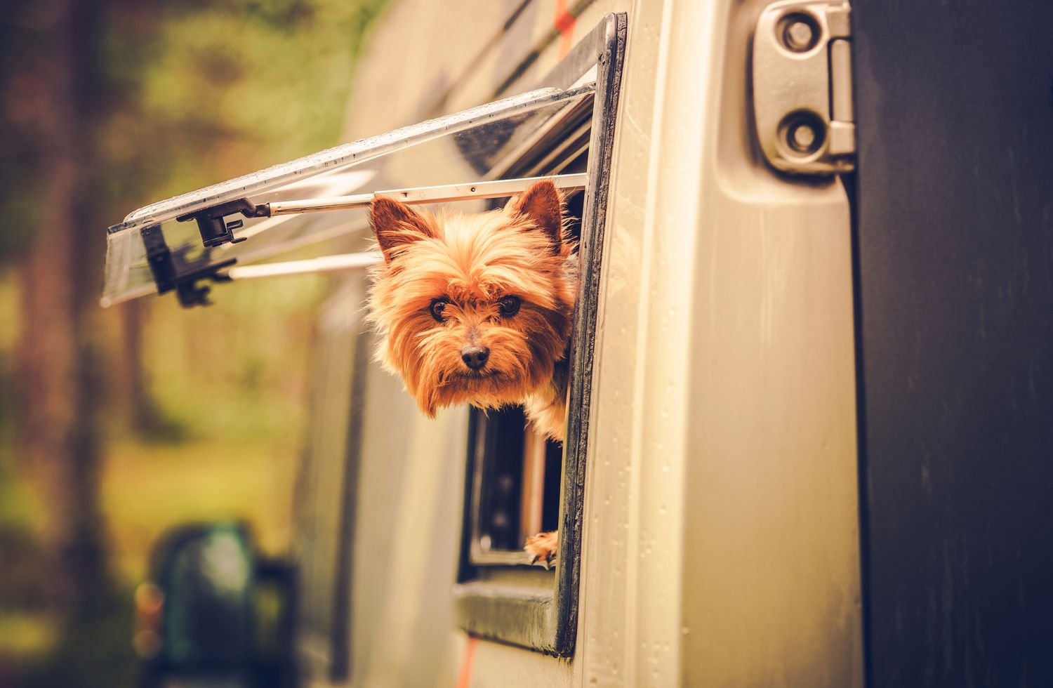 7 of the Best Dog-Friendly RV Parks in America