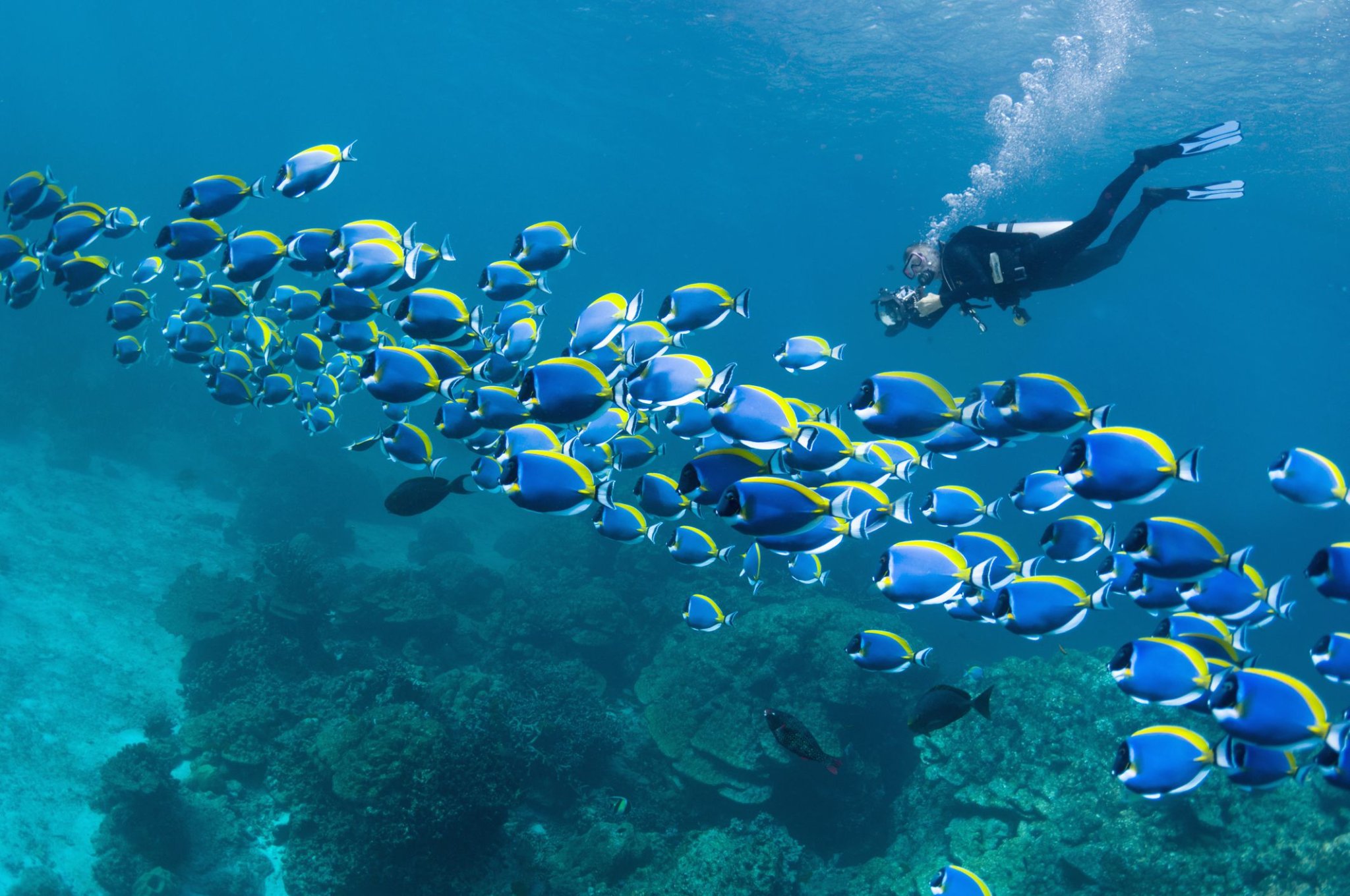 The Best Places in the World to Go Scuba Diving