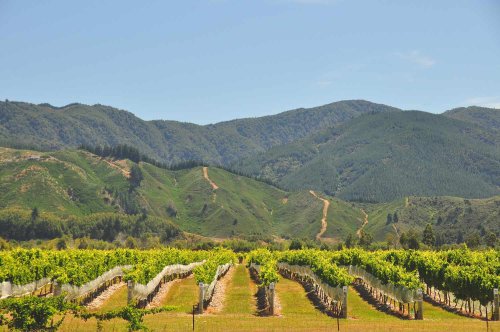 The Complete Guide to New Zealand's Wine Regions