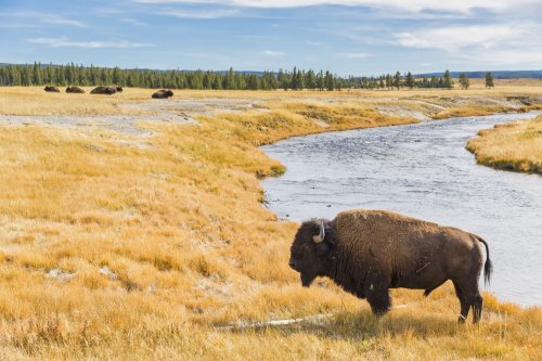 The Best Time to Visit Yellowstone National Park