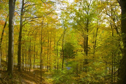 Escape to the Woods: Camp Out and Explore NY's Taconic State Park