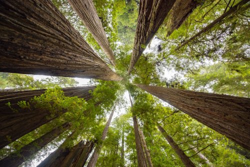 Redwood National Park Has Banned Visitors From Seeing the World's Tallest Tree
