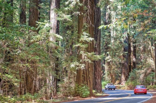 Avenue of the Giants: Northern California's Most Spectacular 31 Miles