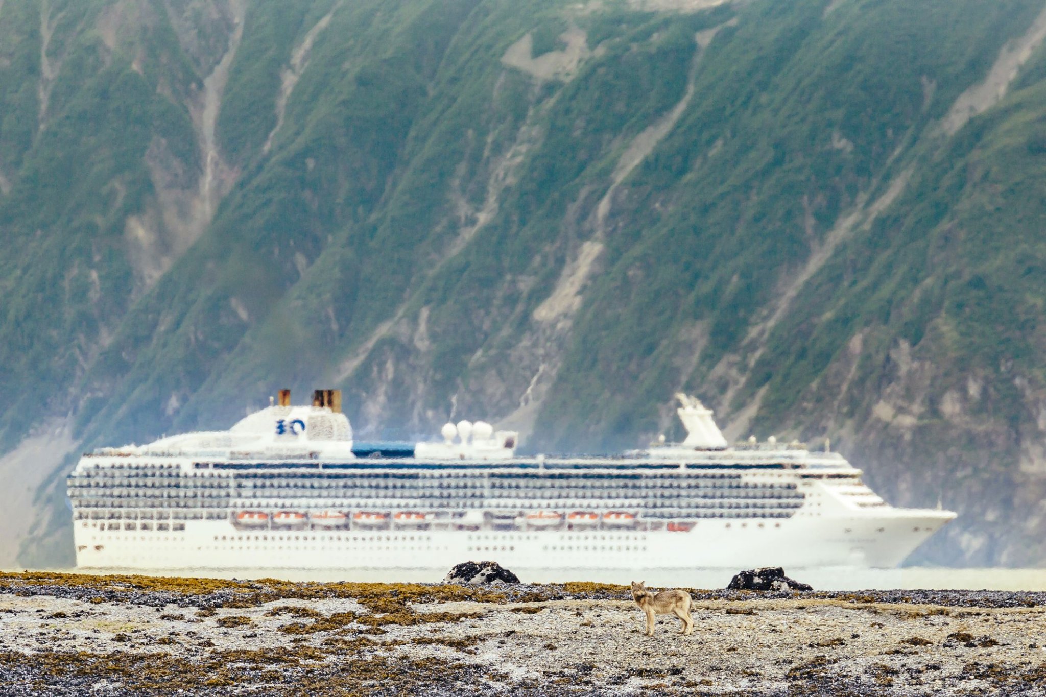 The Majority of Cruise Lines Have Suspended Sailings... Again