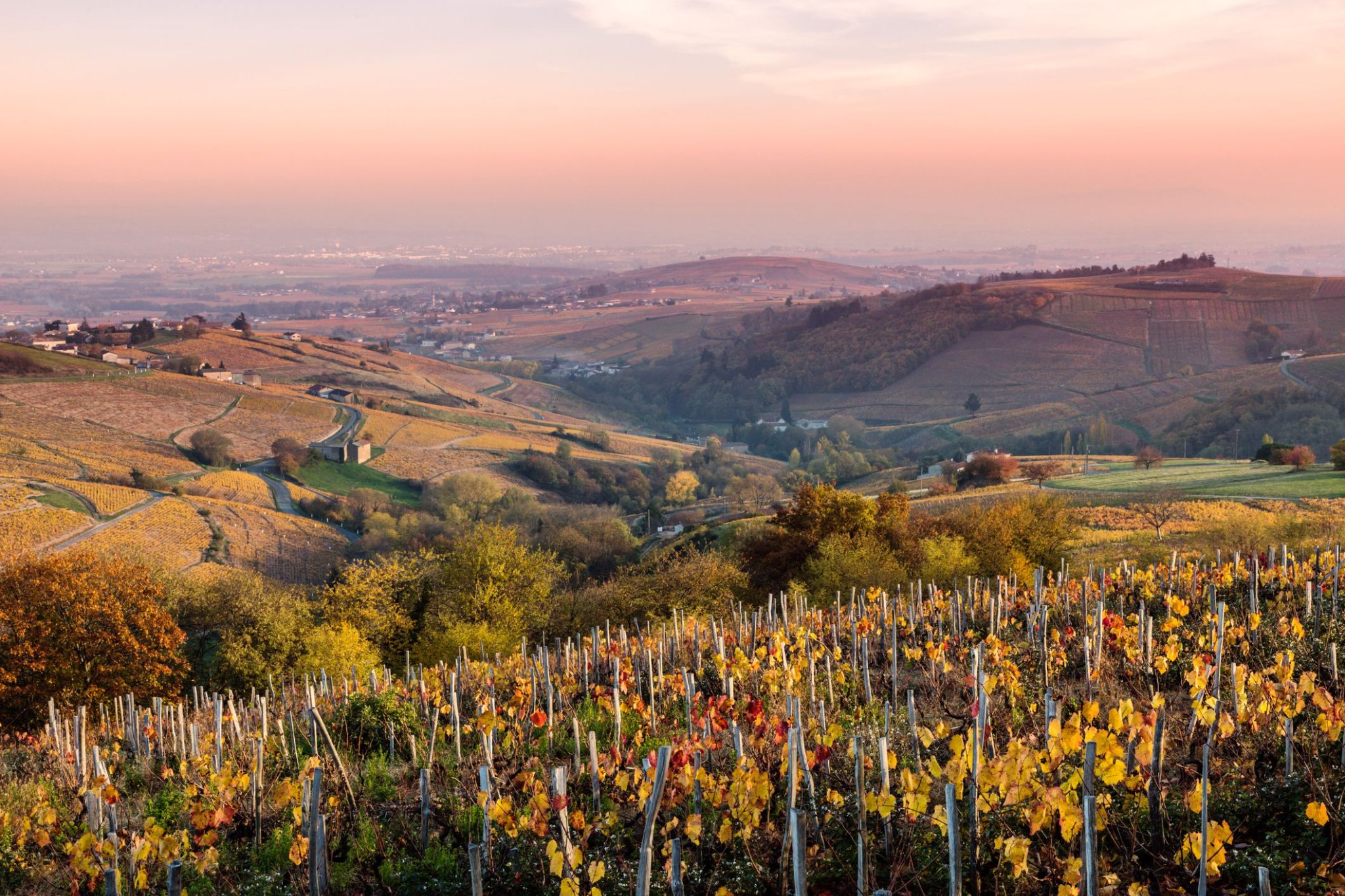 Guide to France's Wine Regions