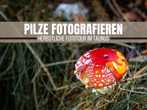 Pilze fotografieren: Herbstliche Fototour im Taunus