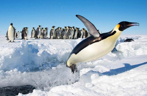 50 Emperor Penguins Facts and Information - Trust Animal