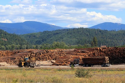 Trump’s Order to Expand Logging Threatens to Increase Climate-Fueled Wildfires