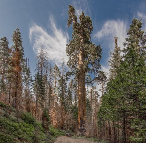 Mass Death of Sequoias Is the Harbinger of Earth Systems Collapse