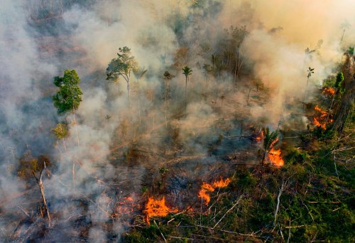 Destruction of Amazon Rainforest Accelerates as Elections Loom in Brazil