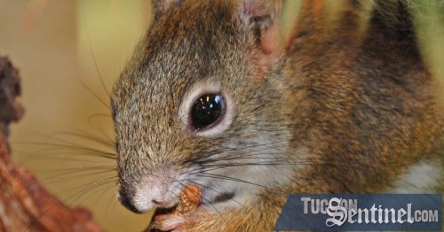 Population of endangered Mount Graham red squirrels grows with help from Arizona organizations