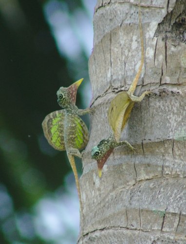 Herps and Birds (and More) — Green-winged Flying Lizards (𝐷𝑟𝑎𝑐𝑜 𝑐𝑦𝑎𝑛𝑜𝑝𝑡𝑒𝑟𝑢𝑠),...