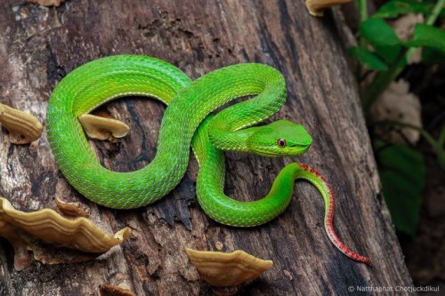 Herps and Birds (and More) — Lanna Green Pit Viper (Trimeresurus lanna),...
