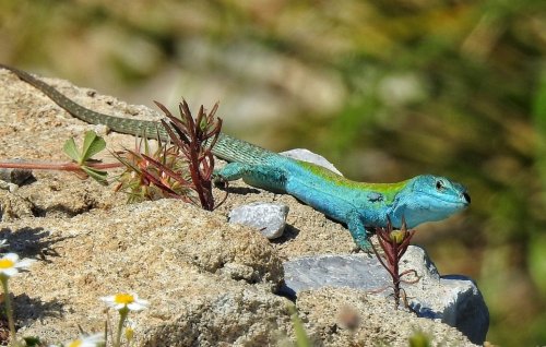Herps and Birds (and More) — Italian Wall Lizard (Podarcis siculus), male,...