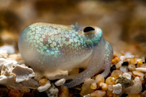 Monterey Bay Aquarium — BIOLOGY: so, adorableness KRAKEN: eh no thx...