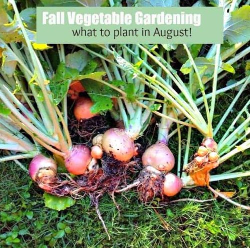Fall Vegetable Gardening: 5 Things To Plant Now