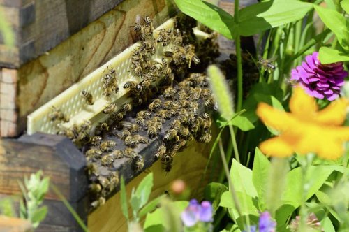 What Do Honeybees Do And How YOU Can Protect Them