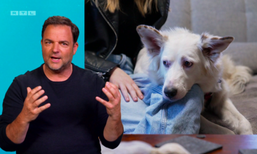 „Die Unvermittelbaren“ - Rütter geschockt, Familie gibt Hund zurück: „Wie auf Drogen!“