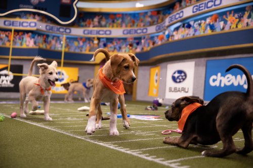 How to Watch the 2020 Puppy Bowl