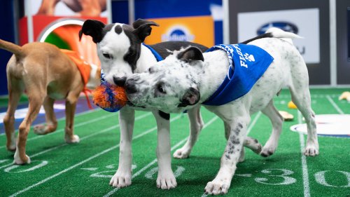How to Watch the 2022 Puppy Bowl