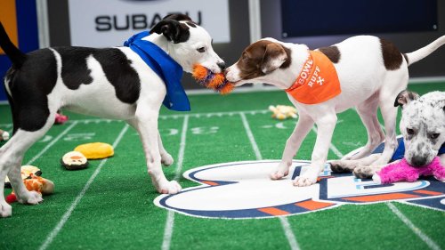 How To Watch Puppy Bowl 2021: Date, Hosts, Channel and More