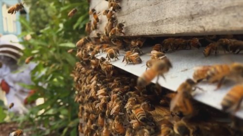 'Irritation' over bees in urban areas could see hive ...