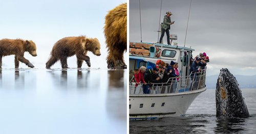 This Photographer Traveled Across The World And Captured These 30 Stunning Wildlife Moments