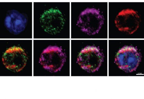 Scientists find key to 'turbo-charging' immune system to kill all cancers
