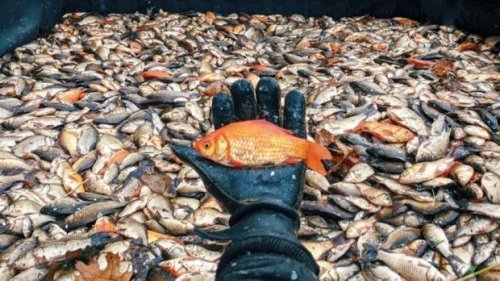 Catch of the day: 50,000 goldfish removed from Carver County waterway