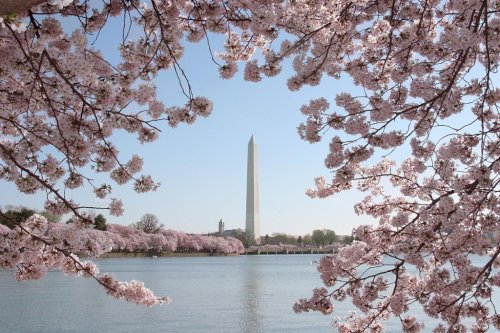 Today in History: March 27, first cherry trees planted in Washington D.C.