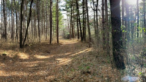 Wilder Forest land sold to local foundation after Catholic youth camp plan falls apart