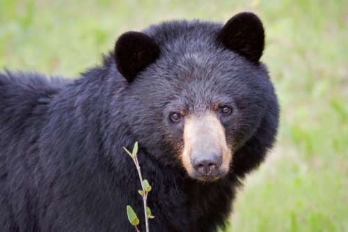 woman-staying-at-minnesota-cabin-attacked-by-bear-early-friday-morning