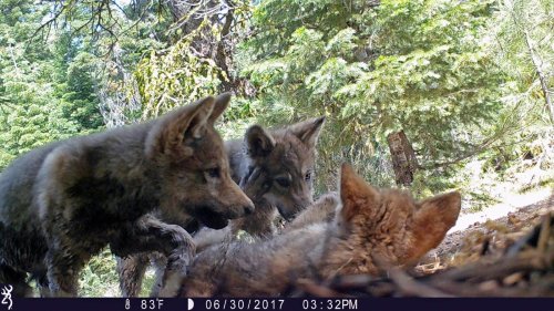 Trump officials end gray wolf protections across most of US